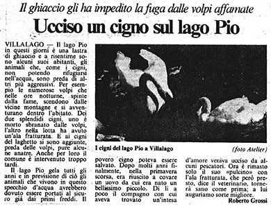 Il ghiaccio gli ha impedito la fuga dalle volpi affamate<br>
Ucciso un cigno sul lago Pio<br>
(11/01/1987)