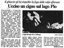 Il ghiaccio gli ha impedito la fuga dalle volpi affamate<br />
Ucciso un cigno sul lago Pio<br />
(11/01/1987)