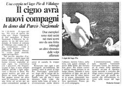 Una coppia nel lago Pio di Villalago<br />
Il cigno avrà nuovi compagni<br />
In dono dal Parco Nazionale<br />
(23/04/1987)